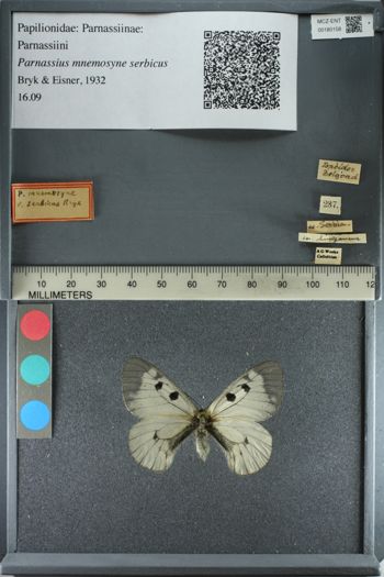 Media type: image;   Entomology 180158